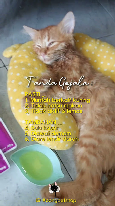 cara merawat kucing anabul diare muntah kuning virus panleu meninggal