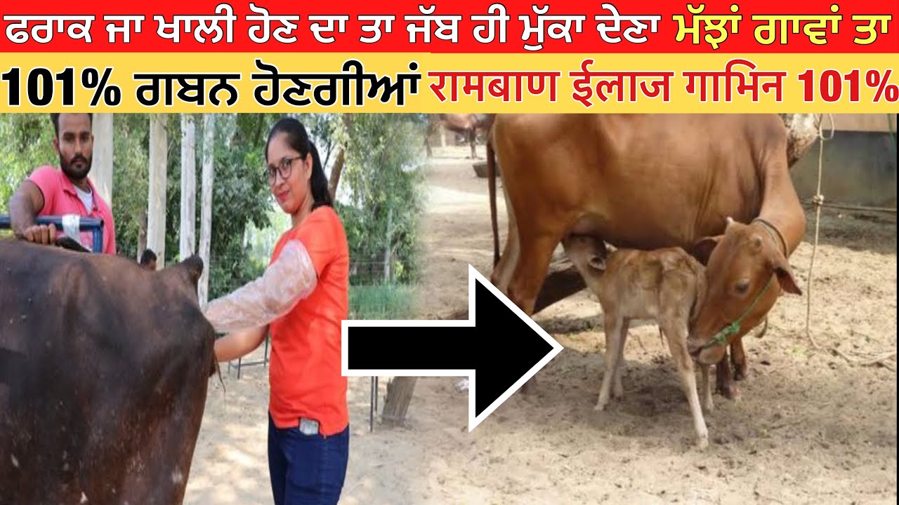 ⁣Ramban ilaj pashu gabhin hoga 101% | repeat breeding solution in cow Buffalo