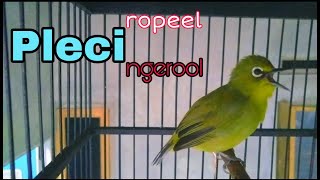 PANCINGAN SUARA PLECI ROPEL NGEROL