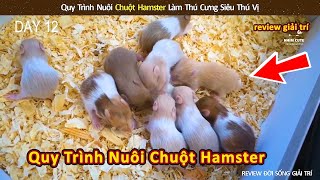 Quy trình nuôi chuột hamster làm thú cưng siêu thú vị || Review Giải Trí Đời Sống