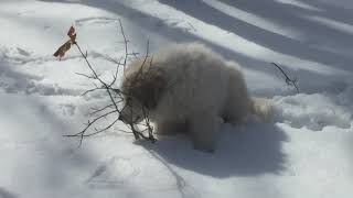 小さい頃のアラン　greatpyrenees　グレートピレニーズ