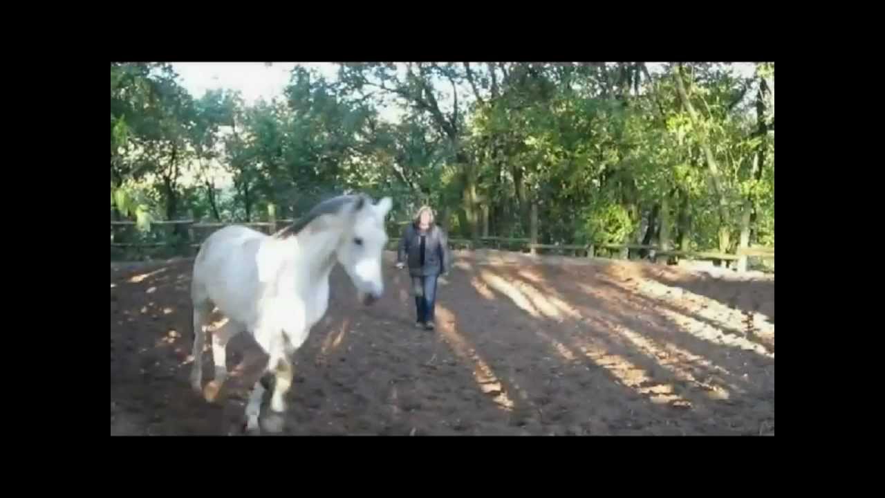 Being with horses - Groundwork - Mit Pferden sein