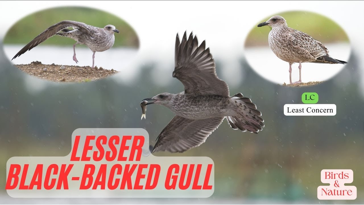 Part 07: Lesser Black backed Gull (Larus fuscus)