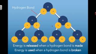 Polarity of Water and Hydrogen Bonds (2016) IB Biology @misterleescience