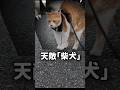 猫しか知らない世界#猫 #元野良猫 #猫の散歩 #猫のいる暮らし #元野良猫チャチャ