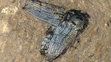 Fossil Pigments: Prehistory in Technicolour - with Maria McNamara