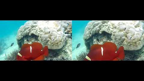 Video stabilization test with vid.stab