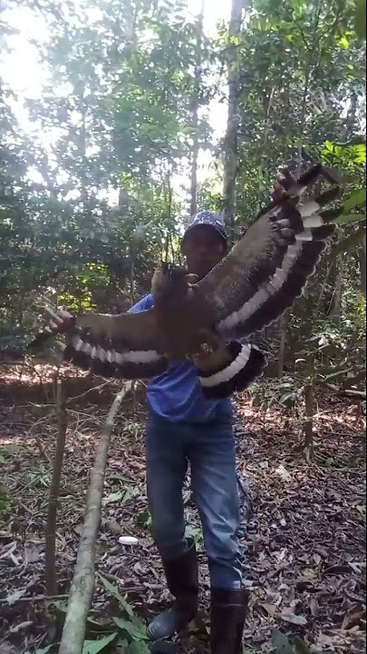 Ga Ada Ampun !!! Burung Predator Sebesar Inipun Lengket Di Pulut Super Ampuh