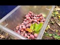 Inside the Core: Persimmons from a Champion Tree