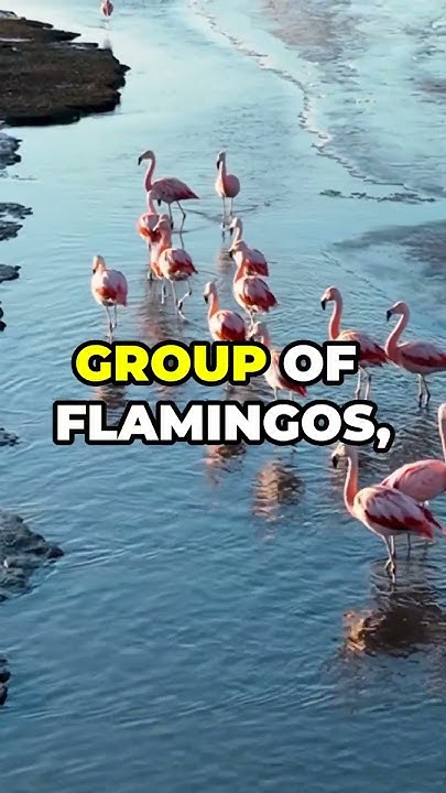 Did You Know? A Group of Flamingos is Called a ‘Flamboyance’! #facts #