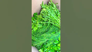 Какую зелень можно Кроликам, Декоративный кролик, Как ухаживать за кроликом, Веслоухий баран
