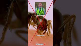 mau tau gak‼️ bagai mana semut menyengat mangsanya #trending #faktaunik