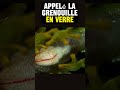 Truc bizarre  les surprenants secrets des grenouilles de verre   faitsanimaux bizarre