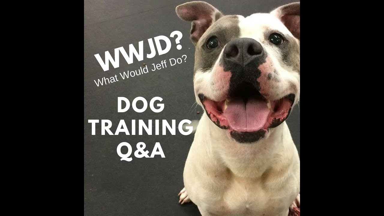 dog trainer in delhi #415 Dog afraid firework | Trusting Dogs | What Would Jeff Do? Q&A Dog Training