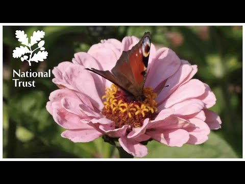 Video: Sissinghurst Castle Garden - Engeland se mees romantiese