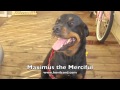 Maximus the merciful 1