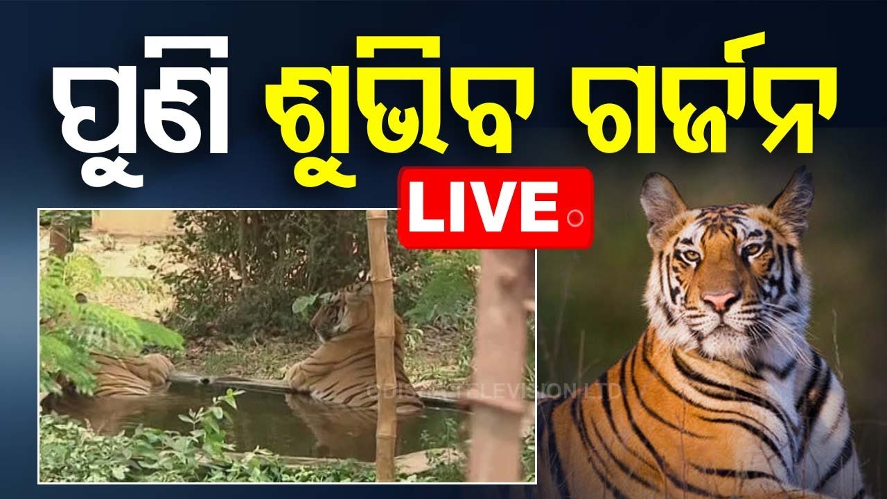 ????Live | ପୁଣି ଶୁଭିବ ଗର୍ଜନ | Odisha plans to bring tigers to Satkosia | PCCF Susant Nanda