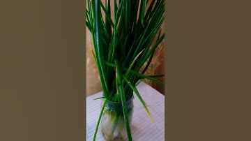 How To Keep Your Green Onions Fresh #shorts #Hacks