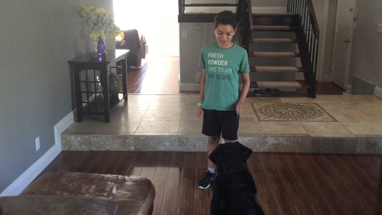 Teach your dog tricks YouTube