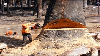 Amazing Dangerous Fastest Big Tree Felling Skills - Biggest Chainsaw Wood Cutting Machines