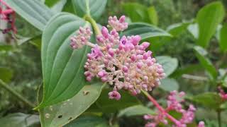Beautiful Small Flowers