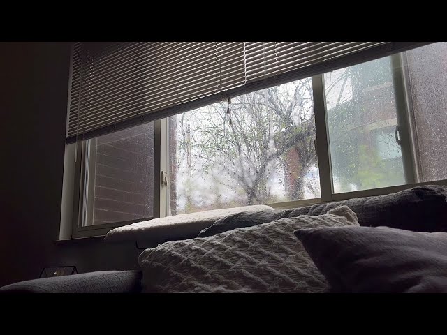 take a nap with cats in the rain 🐈 🐈‍⬛| ASMR, city sounds, rain, birds chirping