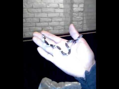 camera iphone 8 plus apk My wolf snake