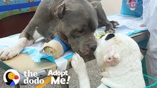 Bonded Pitties Who Lost Their Dad Are A Package Deal | The Dodo Adopt Me!