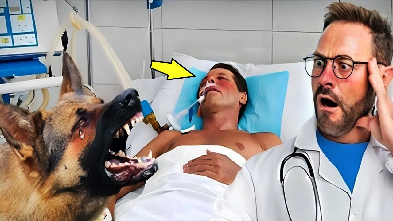Devoted Dog Refuses to Let Owner Be Taken off Life Support – The ...
