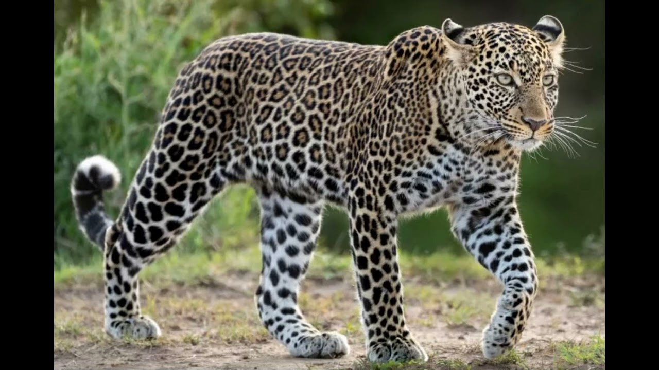 Leopard Sound Effects 🐆 🔊