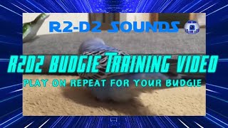 R2D2 Budgie Training Video Compilation