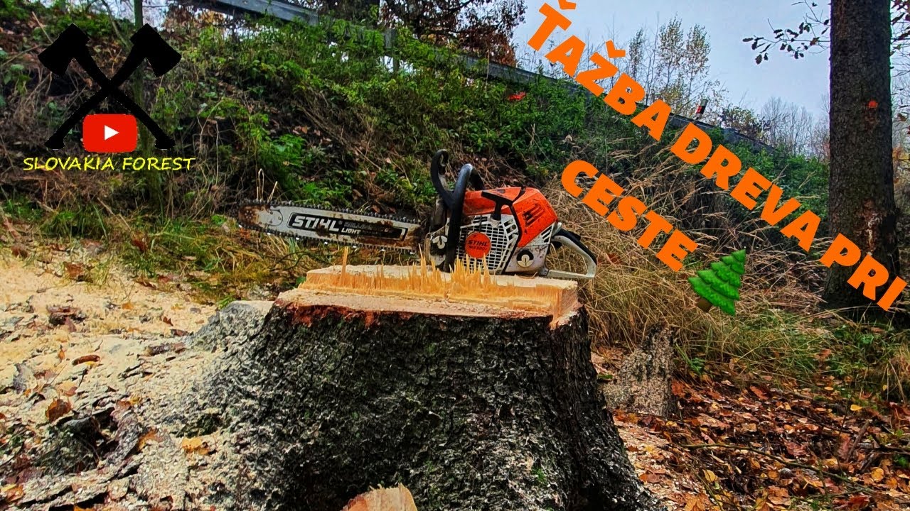 Ťažba dreva pri hlavnej ceste - Tree felling - Stihl ms 500i - YouTube