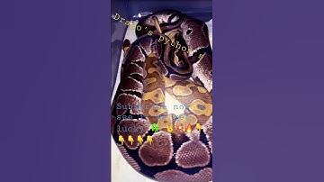Ball pythons breeding #subscribe #livefeeding #python #rat #breeding #snake