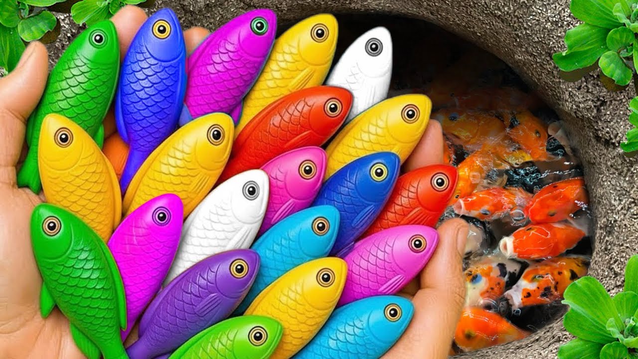 Catch beautiful aquarium fish in small pond baby turtles, cute fish, pencil fish, nemo fish,tadpole🐠