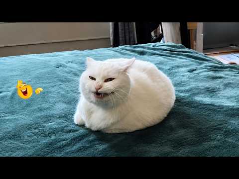 FUNNY CAT VIDEOS That Will Make Your Day Better 😹😂| Funny Cat Videos 🐈
