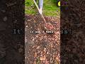 DIY Flower Bed! #februarychallenge #gardeninghacks #garden #cardboard #topsoil #lowes #shorts