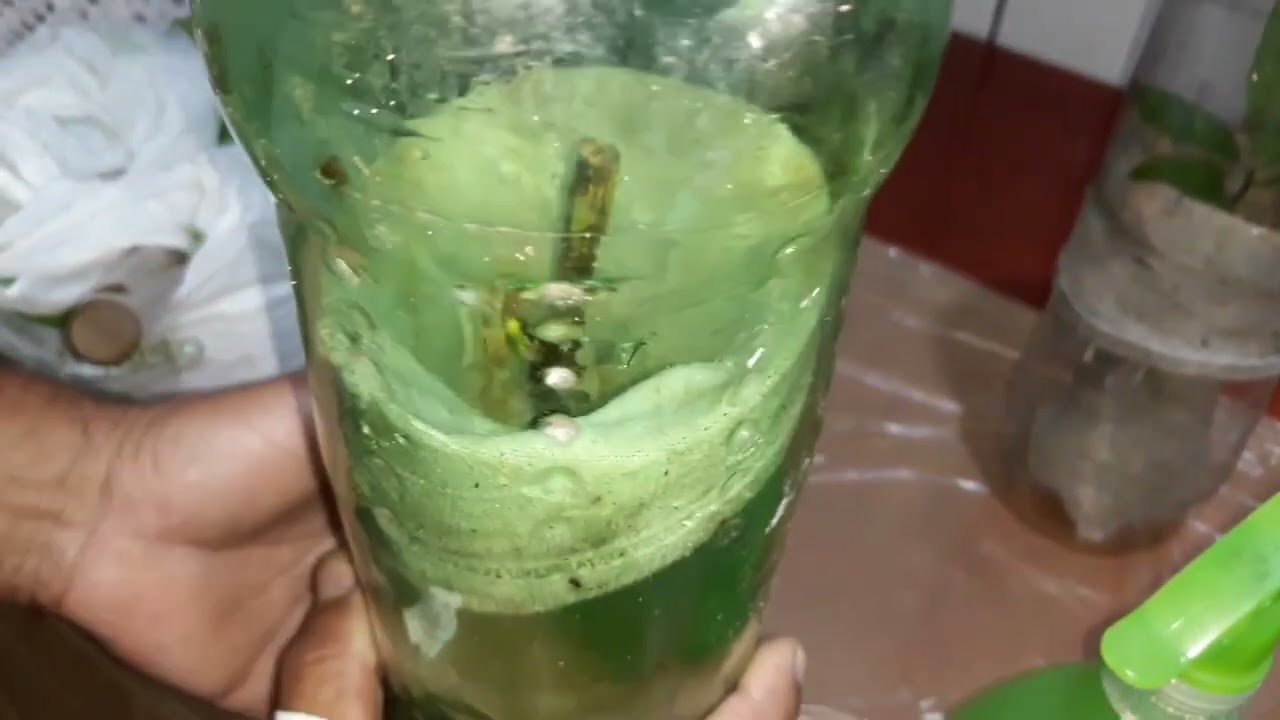 ENRAIZE QUALQUER ESTACA COM ESSA TECNICA!!!