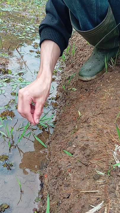 to dig up rice fields