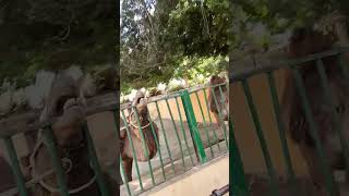 Cameltoe Broken In The Zoo From Abuse