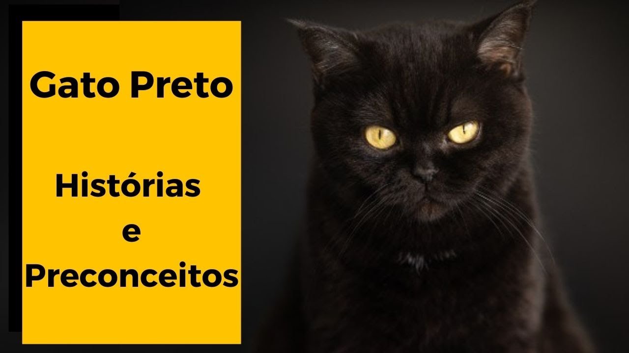 Gatos pretos: entenda o estigma que leva sofrimento a estes animais até  hoje - Pets - Diário do Nordeste