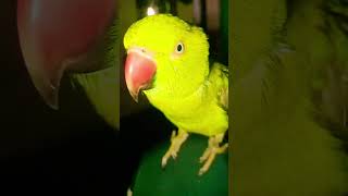 #parrot #cute #azharparrot #birds #mithukibatain #mitthushorts #cute #mithukibatain #parrot