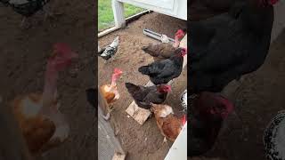 Chickens. They’re temperamental. 🤷🏼‍♀️ #farmfresh #chicken #backyardchickens #chickencoop #egg
