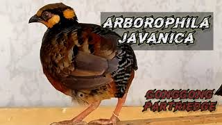 Mencoba Ternak Puyuh Gonggong liar