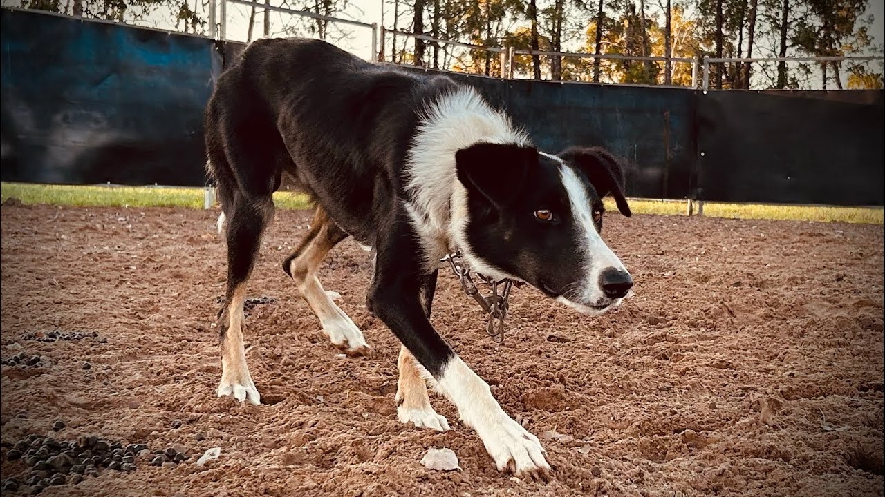S1E Hugo Lot 33 Ray White Livestock Rockhampton Working Dog Sale 2023 (updated video) YouTube