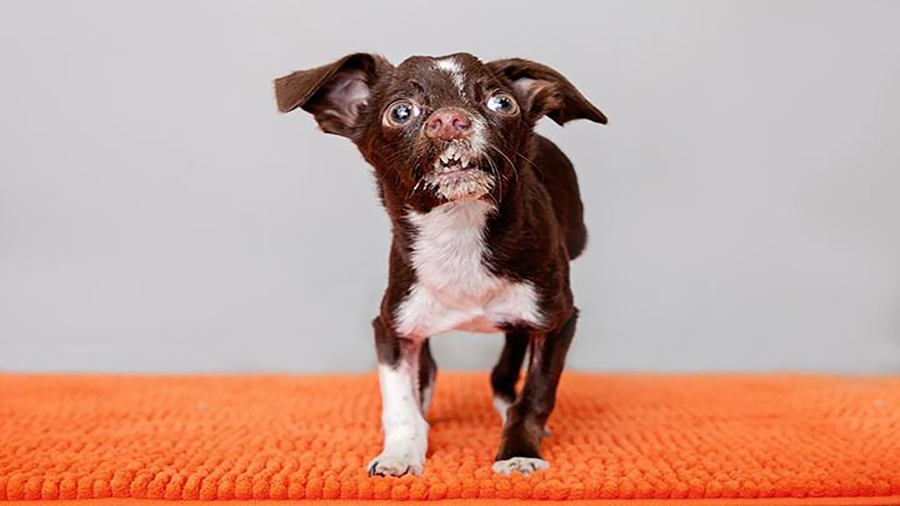Rescued Dog With An Overbite And Crooked Nose Discovers He Loves