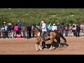 El nuevo gato americano vs el mayito