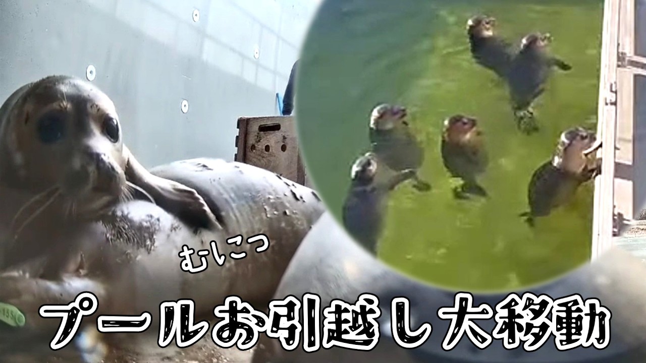 むにっとお友達の上に乗ってふみふみ【アザラシ幼稚園】