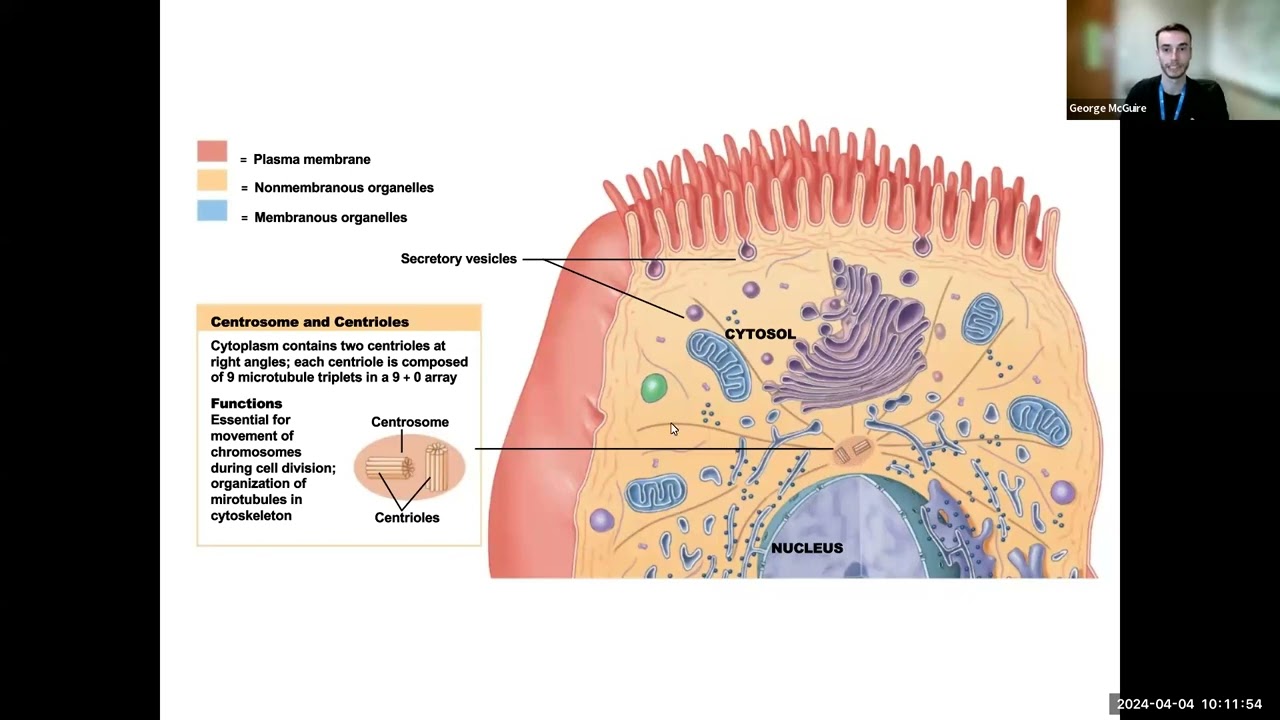 Ch. 3 - Cell Biology for A&P pt. 1