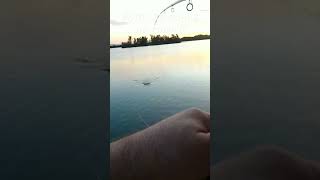 Когда напарник на рыбалке не успел ( #verguntv #fishing #рыбалка #карп #carpfishing #ловить #карась