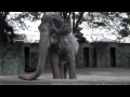 "Hanako" Japanese oldest Asian elephant (born 1947)日本最高齢のアジアゾウはな子さん。